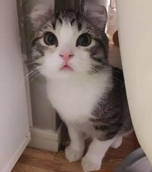 史上最萌卷耳猫《snow》深藏不漏的特殊才艺让猫奴跪了一地!