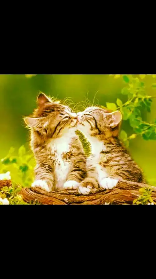 多么恩爱多么恩爱的小猫咪!