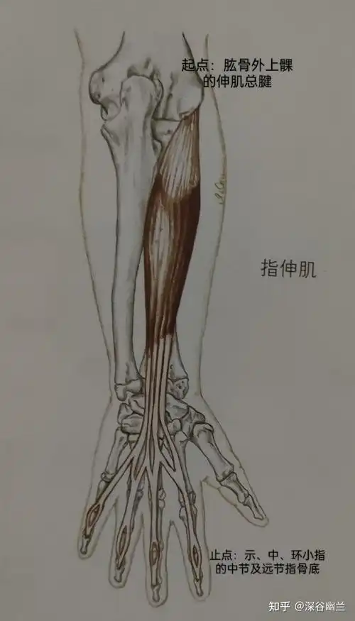 指伸肌,