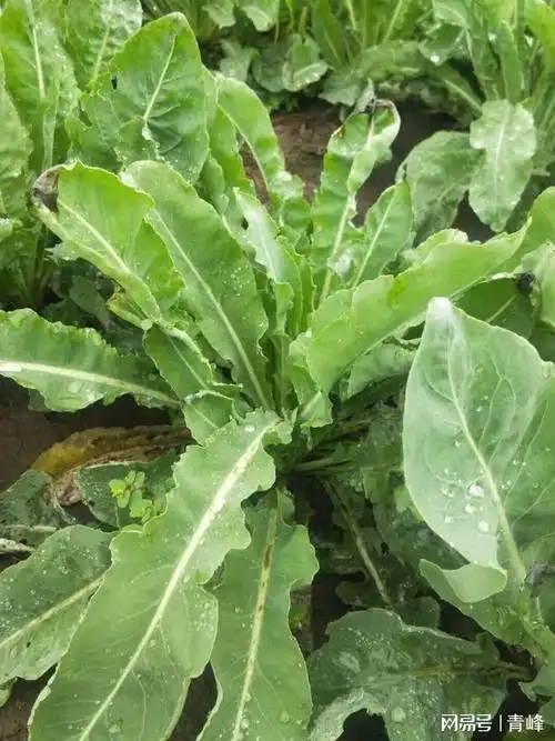 板蓝根却不是板蓝的根