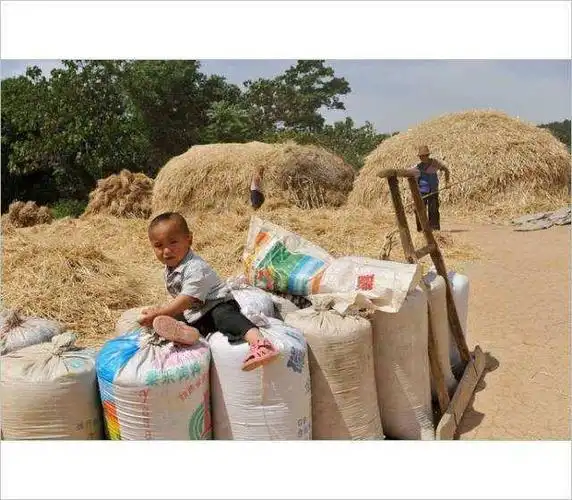 满满的儿时回忆:八九十年代农村过麦收!