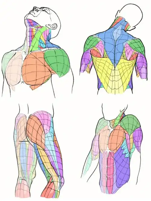 人体肌肉结构分块参考图
