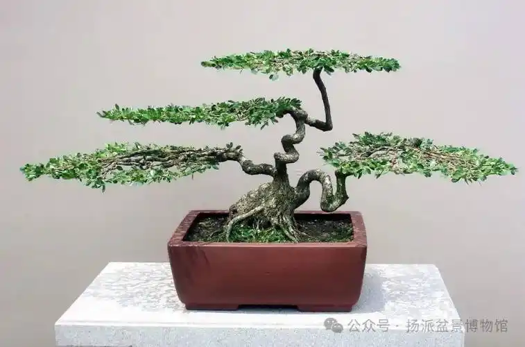 龙年寻龙——盆景中的"龙"_扬派_龙游梅_造型