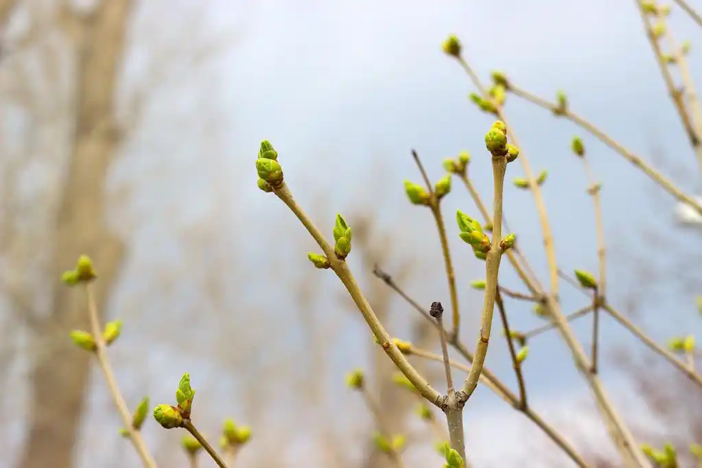 丁香花蕾,丁香枝芽的背景