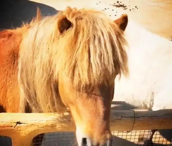 担心刘海太长挡视线就给矮马做了新发型马我不要面子啊