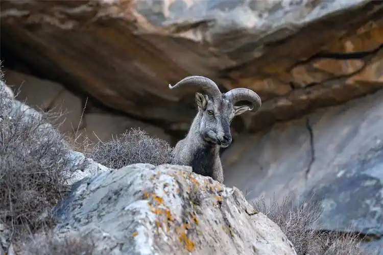看岩羊贺兰山间灵巧的精灵