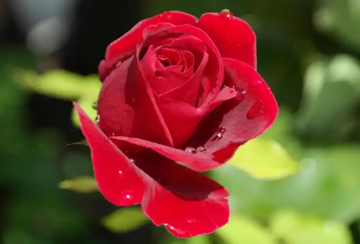 鲜花美景艺术:漂亮又瑰丽美好的鲜花图片,非常好看漂亮