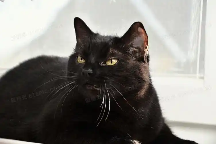 高冷黑色猫咪图片