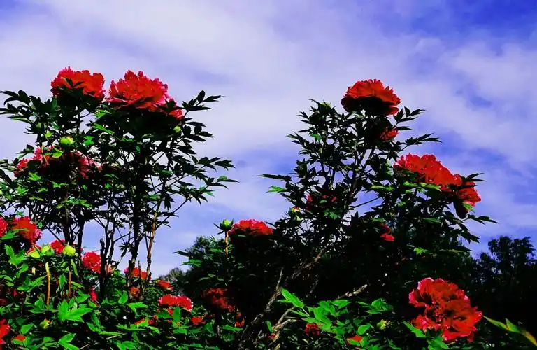 蓝天白云飘,邙山牡丹笑.