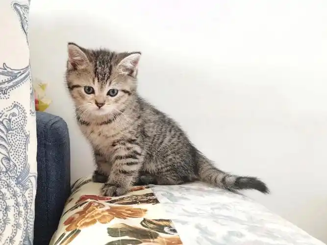 英短虎斑寻找爱心主人啦