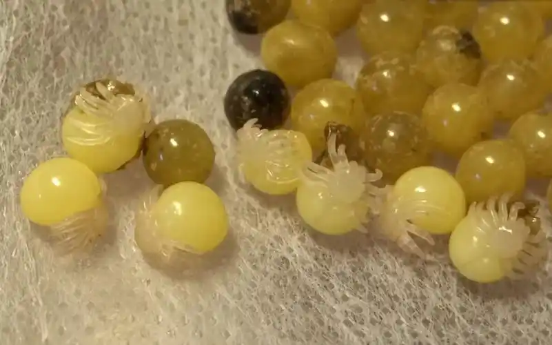 亚马逊巨人食鸟蛛从母蜘蛛身边取走卵包孵化出小蜘蛛