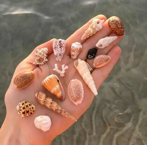 海边贝壳_唯美图片_我要个性网