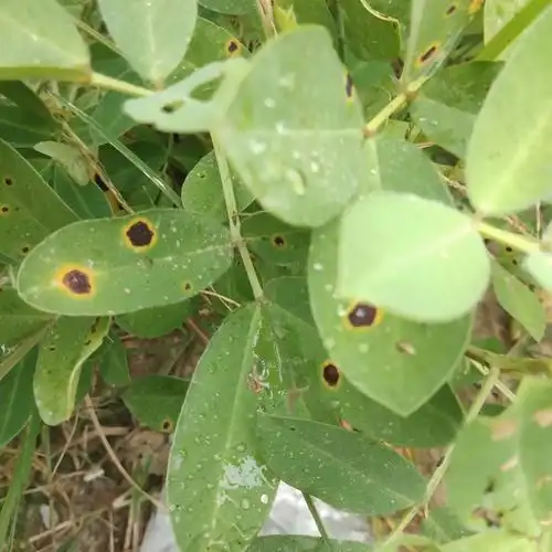 5.花生褐斑病
