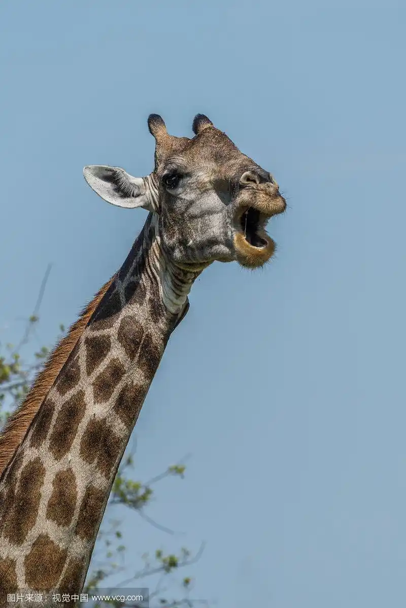 南非长颈鹿张开嘴的特写