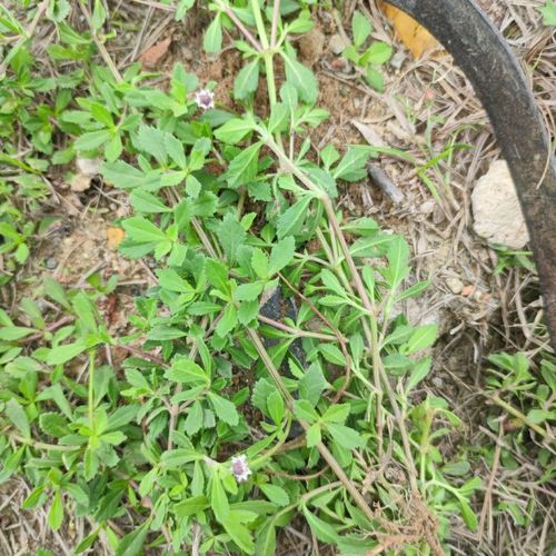 新鲜现采过江藤 蓬莱草 苦舌草 水马齿苋 大二郎箭 水黄芹 500克