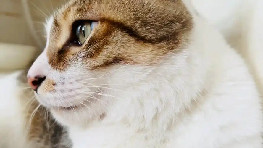 看脸是威严的公猫,看腿,竟然有几分妖娆.