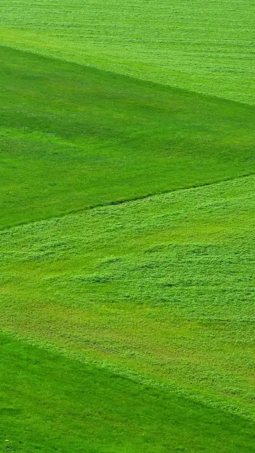 精美护眼(绿色)手机壁纸52张