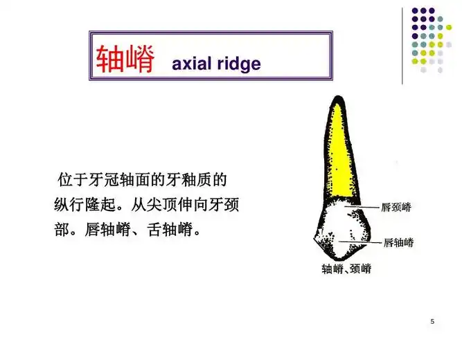前牙及双尖牙解剖ppt
