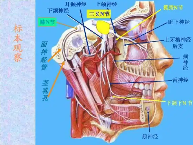 神经内科学 三叉神经痛治疗 急诊医学课件 脑出血治疗 面神经解剖