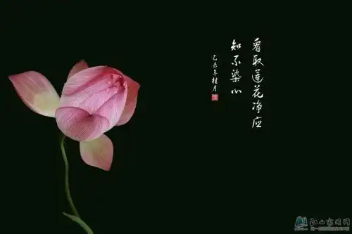 看取莲花净,方知不染心什么意思