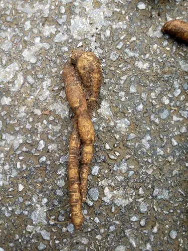 白三七的国际贸易