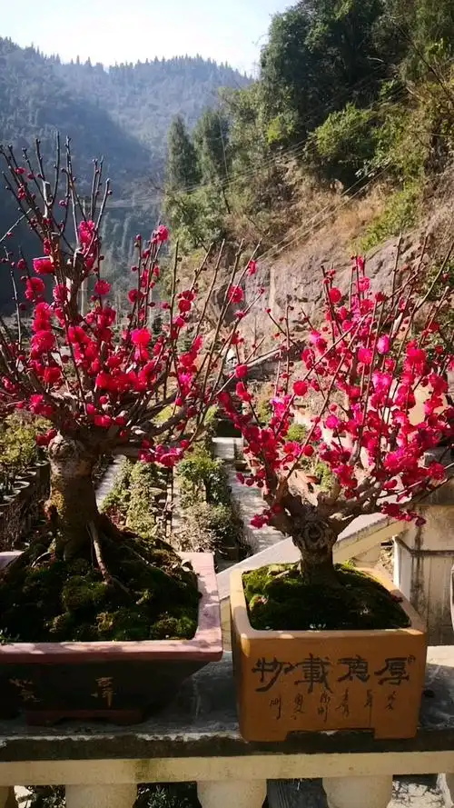 传说中的乌羽玉梅