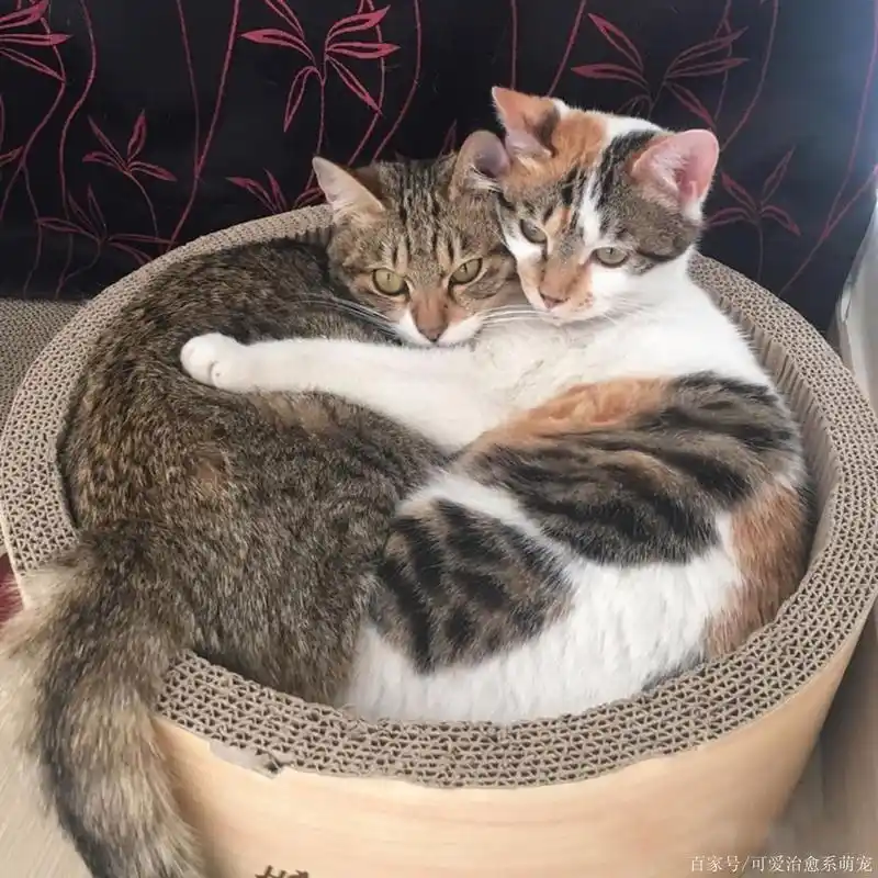 两只猫咪每天都这样秀恩爱,萌炸了!其实是太天气冷了挤挤更暖和