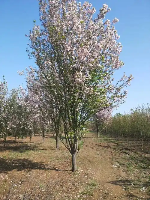 8公分西府海棠 10公分西府海棠