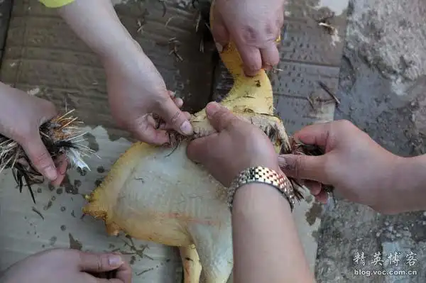 众人动手拔鸡毛(李杰摄)