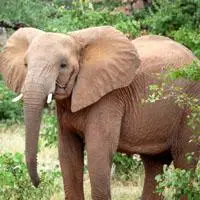 一头行走的大象图片高清大象头像