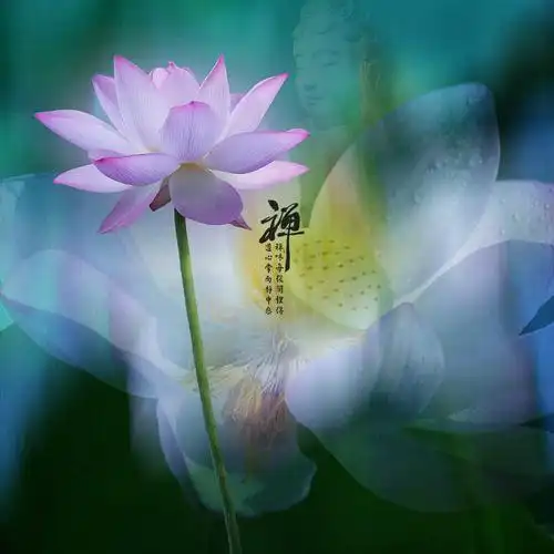 禅荷之《花开见佛》