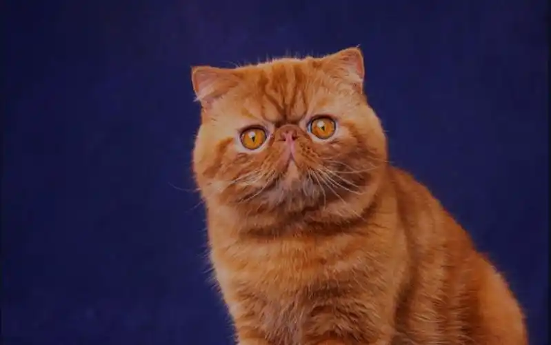 蓝色波斯猫好养吗?(不好养) - 吾尊时尚