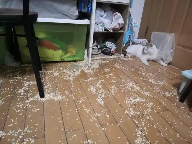 讨论养了猫之后满地鸡毛的惊喜