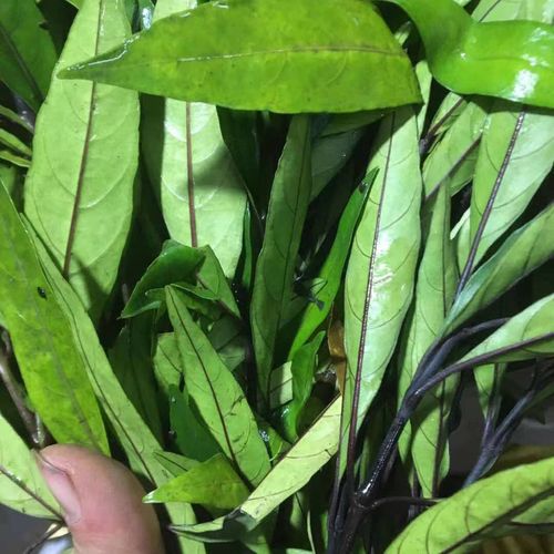 野生小驳骨接骨木驳骨草乌骨黄藤现摘新鲜500克