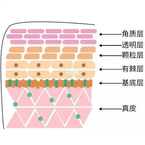 皮肤分五层每层肌肤爱吃的东西不一样
