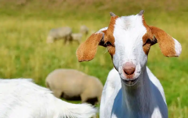 山羊前视图 750x1334 iphone 8/7/6/6s 壁纸,图片,背景,照片