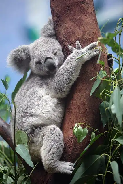 无敌睡姿 - 山野真人 - 小百科