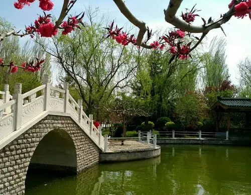 山东莱阳濯村赏樱