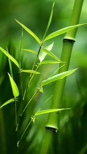 32张非常漂亮的微信7.0聊天背景图片大全 绿色护眼也适合做壁纸!