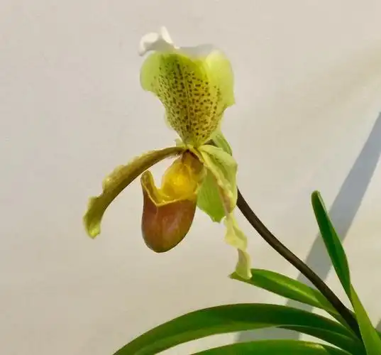 中山公园兜兰展