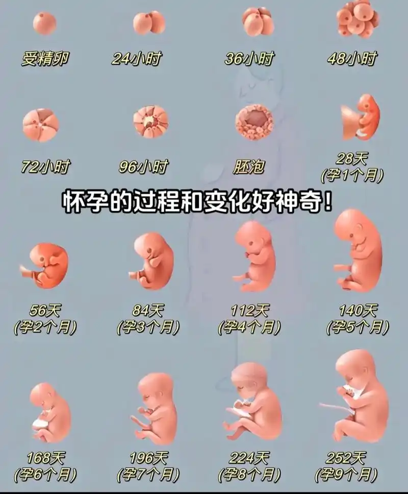 看着从胚胎到成人形的过程,宝宝在肚子里慢慢长大的过程,我很激 - 抖