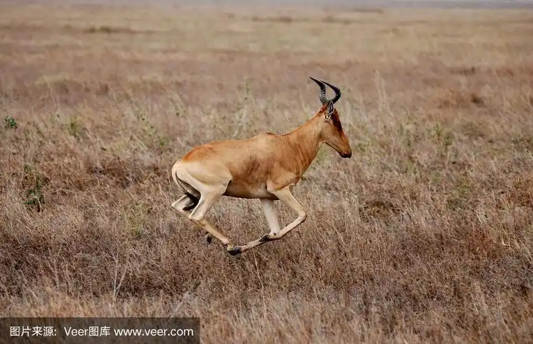 科克斯羚羊全速奔跑