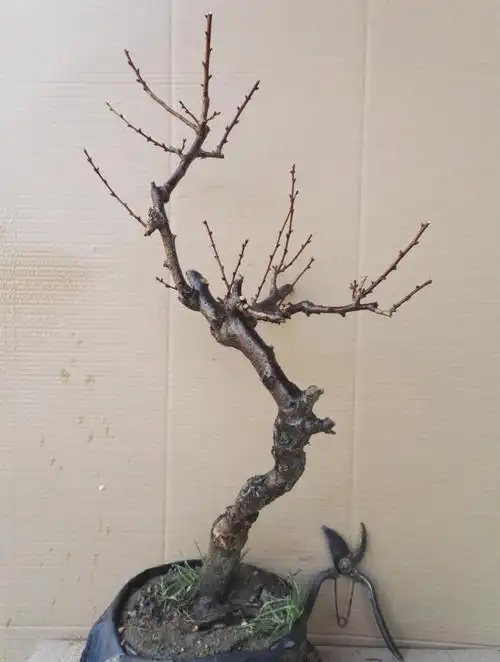 龙游梅游龙梅花盆景红梅花盆栽树桩老桩腊梅耐寒冬季开花植物 28年