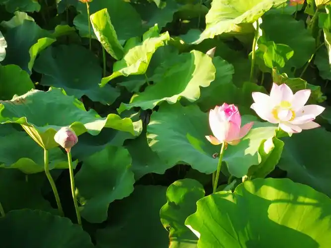 清晨,绽放的荷花.