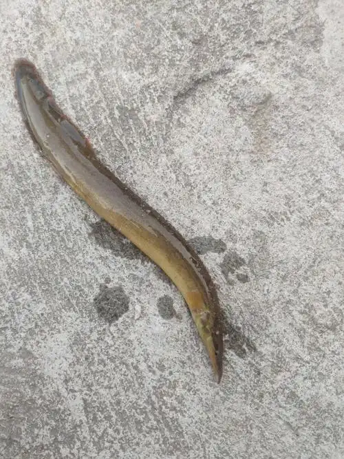 涨水后,广东湛江河道刀鳅鱼泛滥,钓鱼人:钓得头疼_腾讯新闻