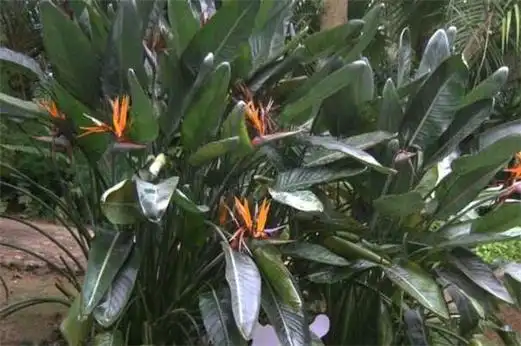 真假鹤望兰对比,4个方法教你更快区分