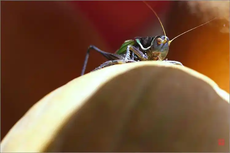 室内摆拍《冬蝈蝈特写》――杨崇伟摄