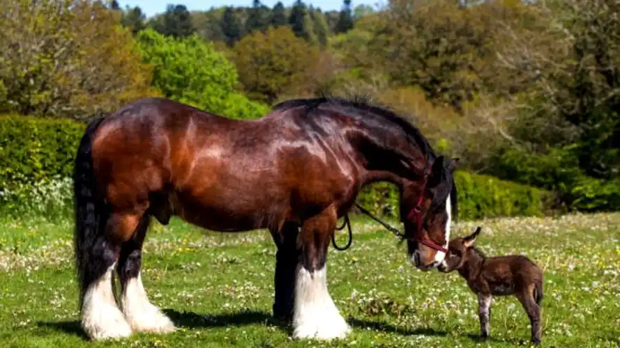 世界上最大的马体型堪比大象50个壮汉都拉不动