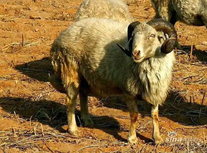 老山羊