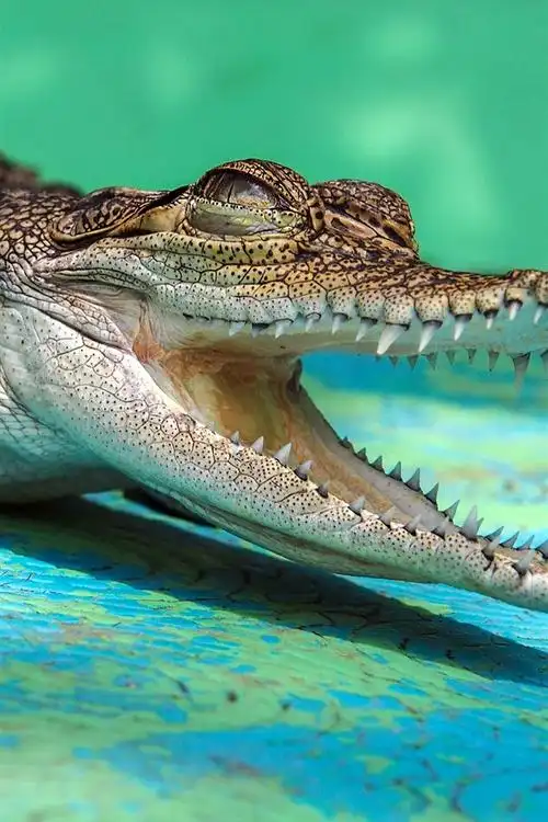 鳄鱼,张开嘴,牙齿 iphone 壁纸